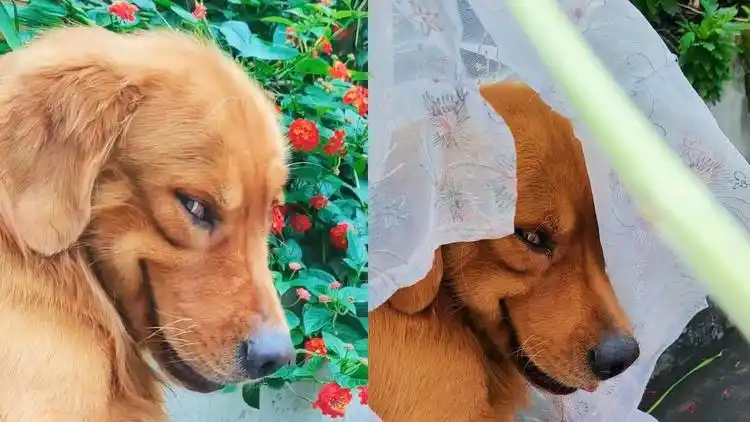 5岁金毛招牌"歪嘴笑"转身邪魅一笑,像极了大反派:歪嘴狗王?