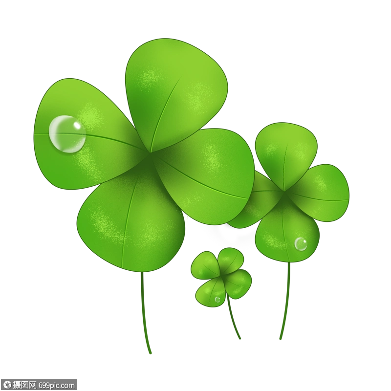 带小水珠的四叶草叶子