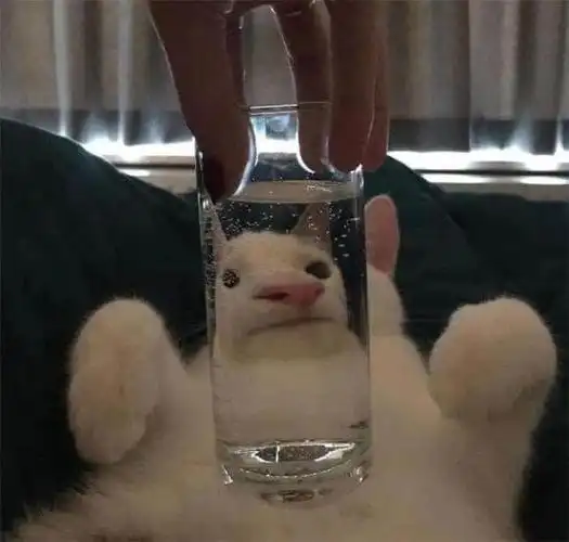哈哈哈哈!当我拿起水杯,我的猫就变成了憨批!