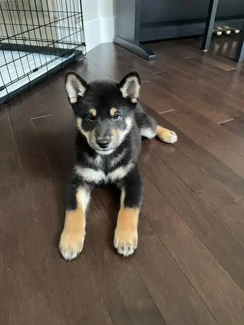 越看越像铁包金的中华田园犬