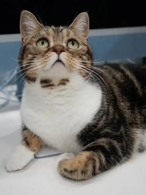 发腮的小母猫一枚吖