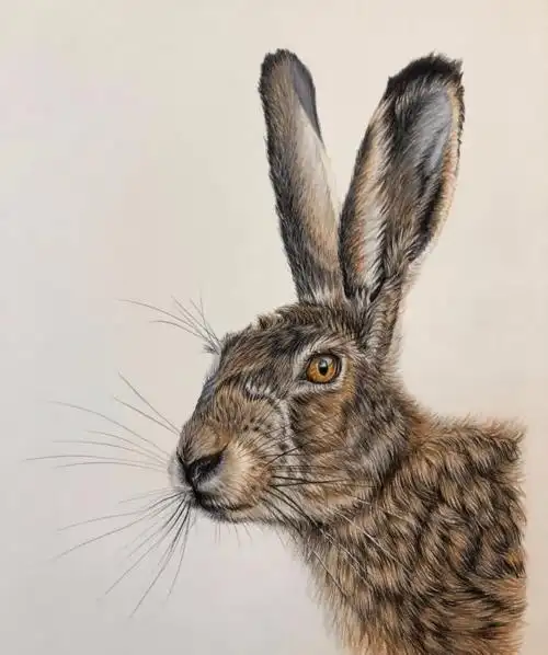 彩铅手绘入门 | 动物鸟类超写实彩铅画,彩铅动物画超真实_基础