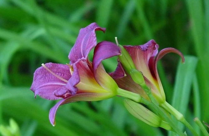 而雪见草是长这样的,雪见草还有一个别名叫猪婆花,剧中的景天也经常叫