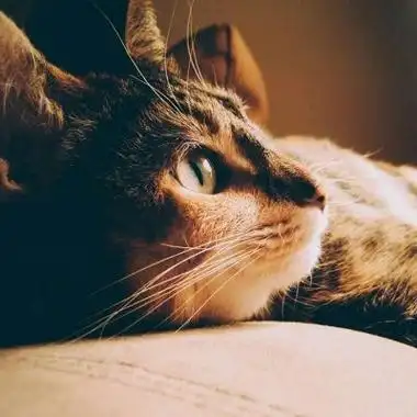 苏瓷动物头像冷漠高冷可爱范动物猫咪