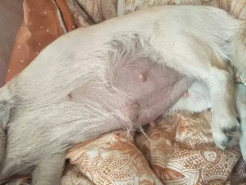 求帮忙看下我家狗狗是怀孕了吗,怎么肚子比之前软了