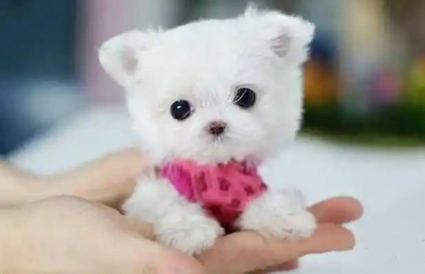 茶杯犬为什么这么小市场有需求