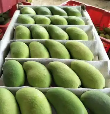 [芒果批发]海南乐东芒果开始发货价格2.00元/斤 - 一亩田