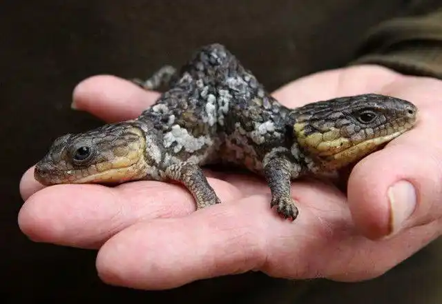 10大变异动物你敢不敢进来看