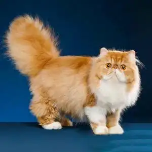 大脸加菲猫幼崽纯种宠物猫幼猫长毛猫咪活物波斯猫舍活体黄白赛级