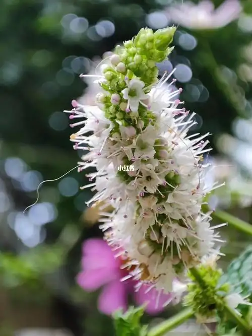 薄荷花花语:永不消逝的爱,我愿与你再次相逢,你可以再爱我一次吗?