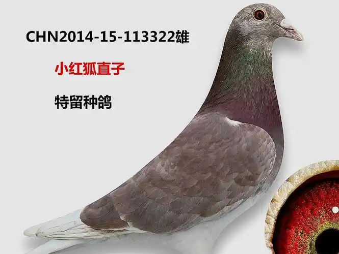 种鸽首选;眼睛挑选方面,成绩好而且稳定的鸽子瞳孔都
