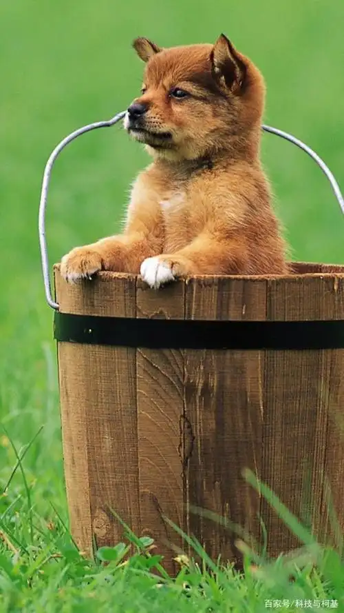 超可爱狗狗们的萌照,让人看了都要忍不住想要上手摸一摸!