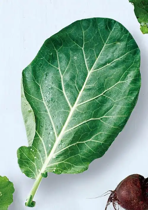 绿叶蔬菜健康指南