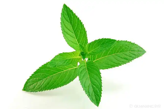 薄荷叶