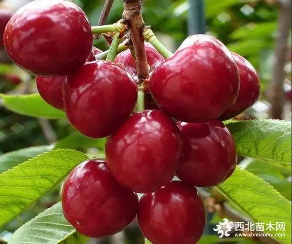 大樱桃新品种美早,萨米脱,俄罗斯8号樱桃苗什么品种好