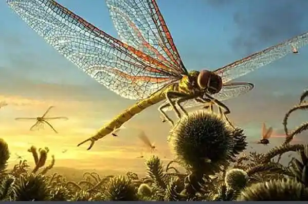 这种蜻蜓身体长度超过两米煽动翅膀好似直升飞机