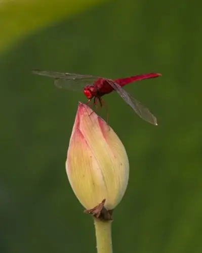 荷花池中的蜻蜓