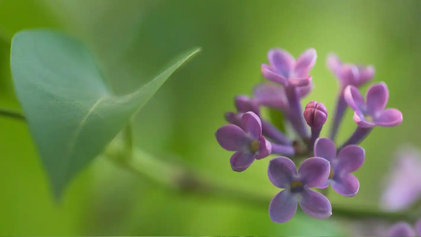 简约唯美的绿色植物风景图片桌面壁纸第一辑