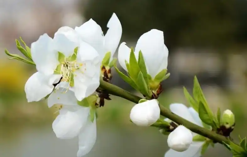 桃花颂(赞白桃花)