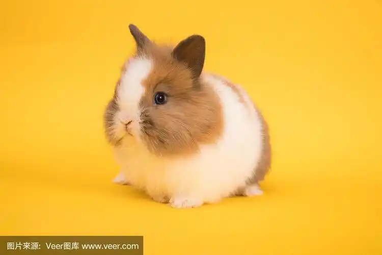 可爱的兔宝宝