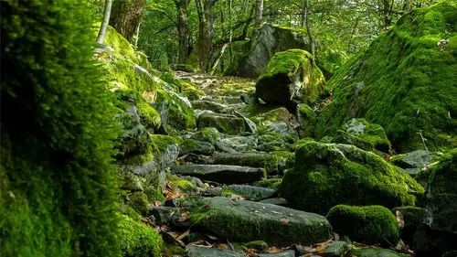 绿色护眼森林高清桌面壁纸-风景壁纸-手机壁纸下载-美桌网