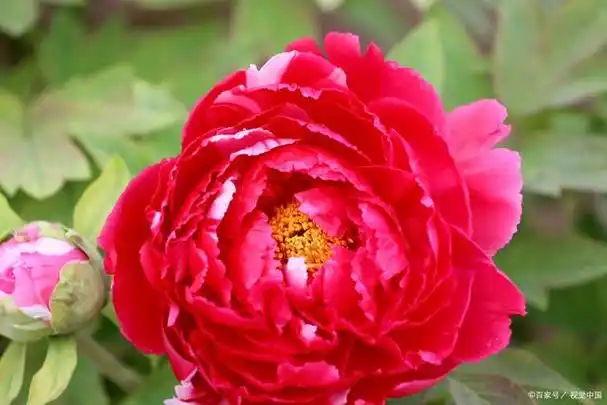 河南洛阳,牡丹花开放时节,快来一起赏花吧