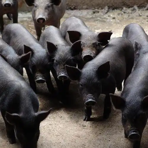 黑猪的年龄与胎次影响产仔数的多少,怀胎1～2胎的