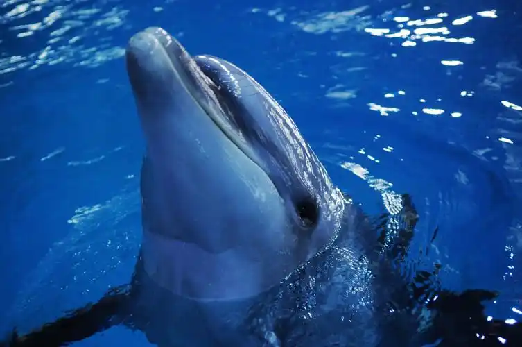 苏州海洋馆好玩吗(苏州海洋馆游玩攻略) - 爱丽百科知识