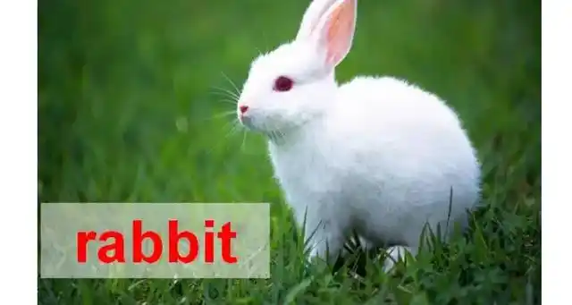 三年级用英语介绍兔子
