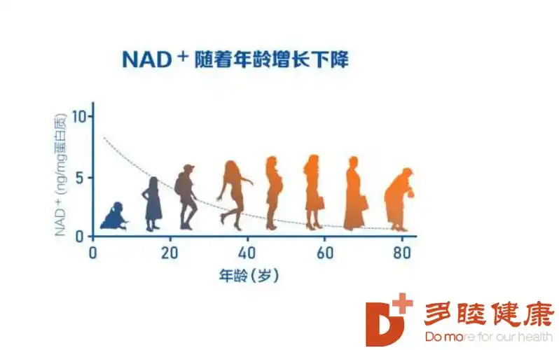 nad 水平与年龄关系曲线图人体内nad 的浓度影响着细胞衰老,浓度下降