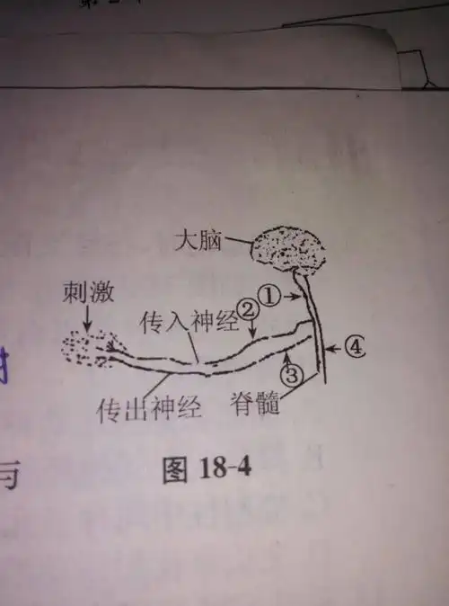 如图是人体缩手反应的部分示意图,为什么1受损人体不能产生相应感觉