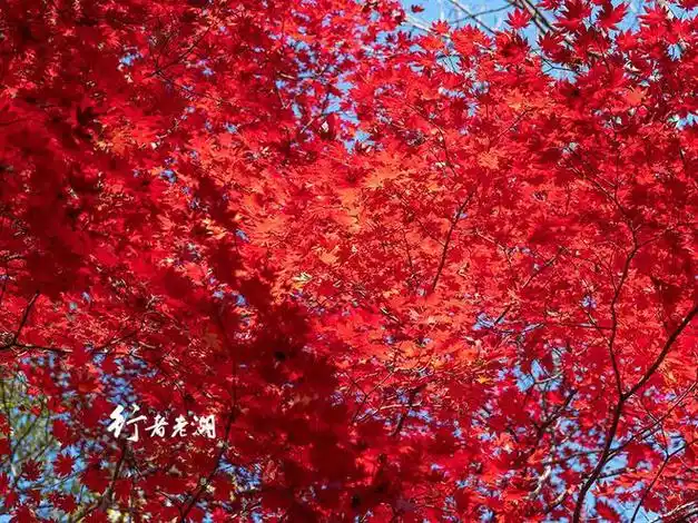 错过这几个林场的山沟 就错过了最美红叶景色|自驾|枫叶|枫红|风景区