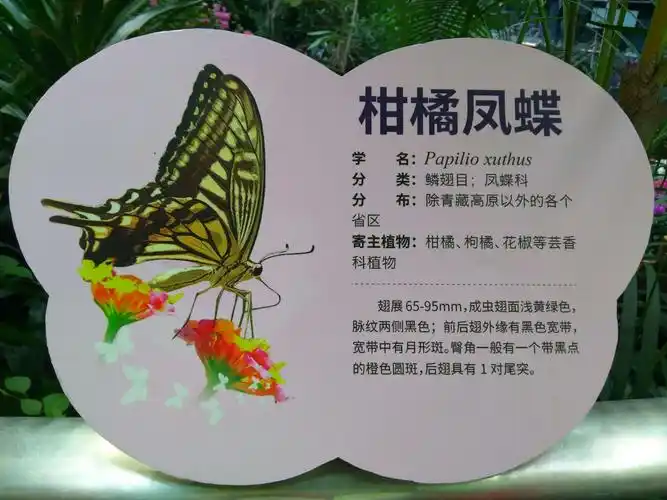 蝴蝶品种说明