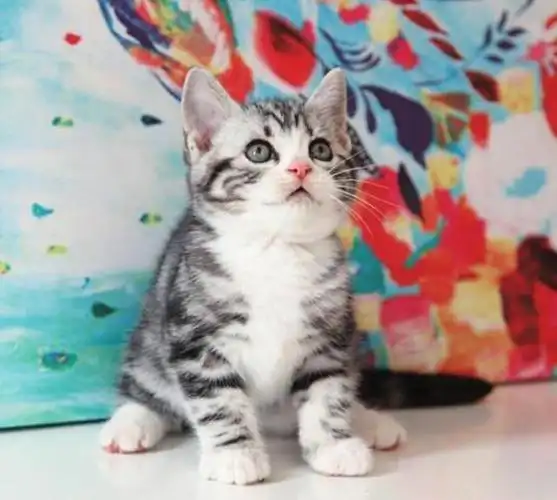 美国短毛猫常见的"8种花色",你全都认识吗?