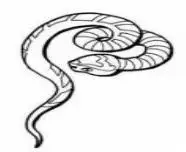 简笔画冬眠的蛇