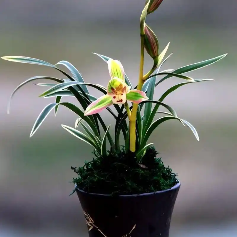 建兰新宠"帝王妃" 叶带金边 香气浓郁 极具帝王气息