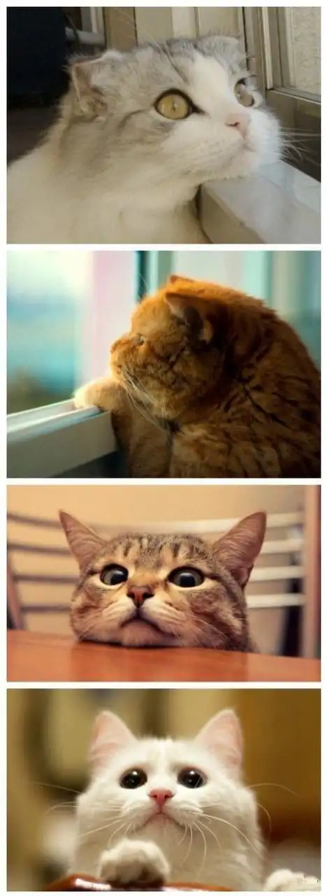 爆笑趣味动物图片:望眼欲穿,楚楚可怜的喵星人