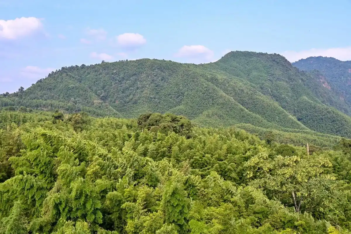 畅游贵州第六天——赤水风景区之竹海景区.佛光岩旁边15公里  - 抖音