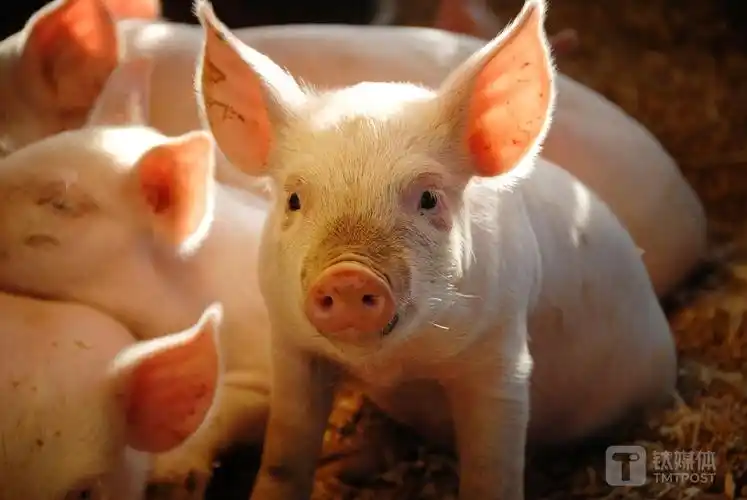 能繁母猪保有量目标迎来下调2024年猪企有无扭亏可能