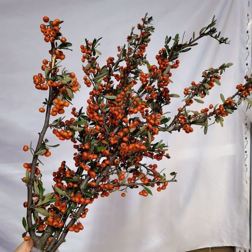 火棘果鲜花火把果冬果鲜切枝带果水培室内家庭办公室插花全国发货