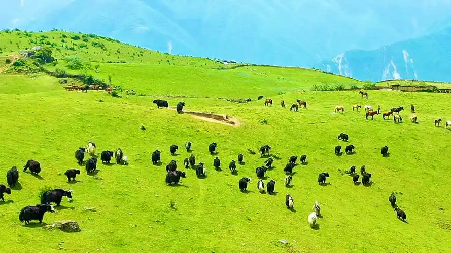 【别立牧场】行走流云人生,探寻高山牧场
