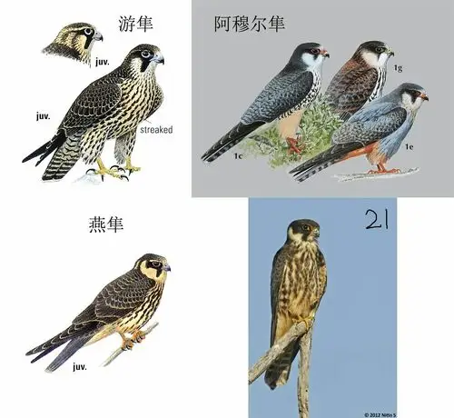 阿穆尔隼2017-12-4(张浩辉授课)