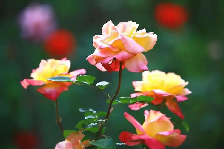 月季只应天上物,四时荣谢色常同.     ——拍于自家桃源小区