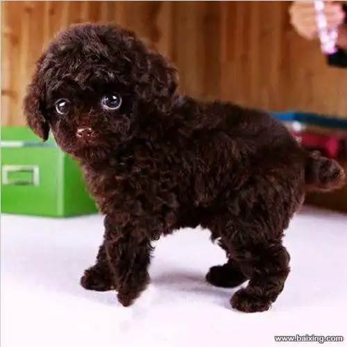 超级可爱的茶杯体泰迪熊宝宝城市家庭喂养的首选