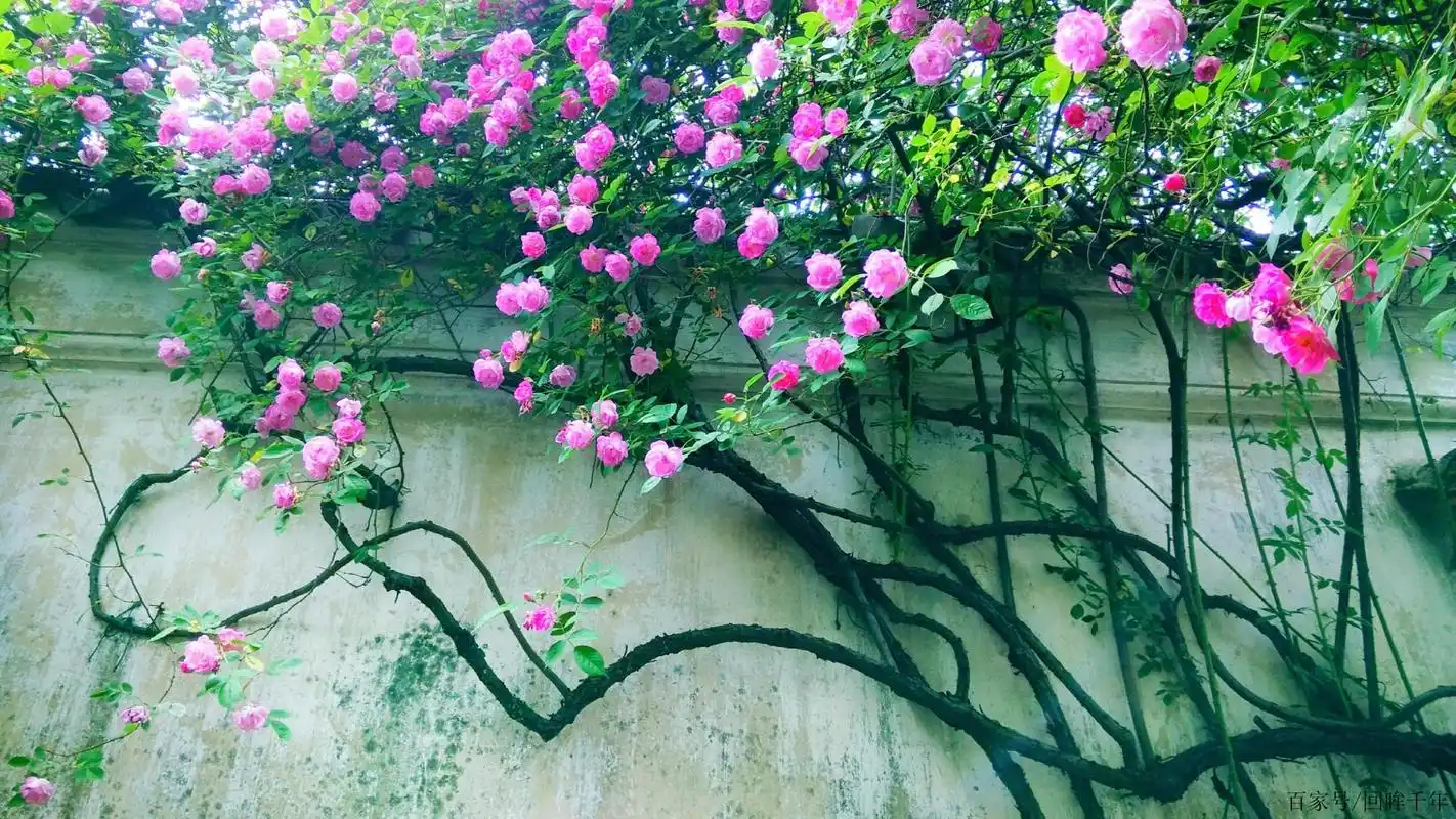 满架蔷薇一院香,品读蔷薇花唯美诗词,凝一缕优雅诗意