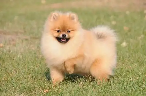 五种外形漂亮的狗狗