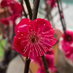 正版红须朱砂梅 朱砂梅 红须朱砂盆栽红梅乌梅梅花盆景花卉盆栽