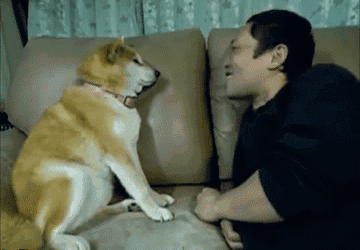 动物二哈搞笑雷人gif动图_动态图_表情包下载_soogif