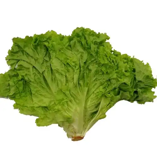 花叶生菜500g绿萝莎新鲜蔬菜西餐——本地蔬菜店现货配送,货到付款!