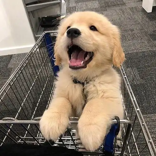 适合永久做头像的呆萌金毛,动物头像图片-回车桌面